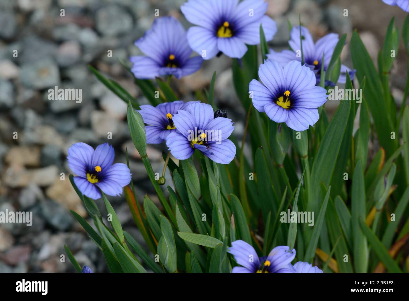 Sisyrinchium Devon Skies Blauäugige Grasblumen blaue Blüten mit dunkelblauer Kehle und gelbem Auge Stockfoto