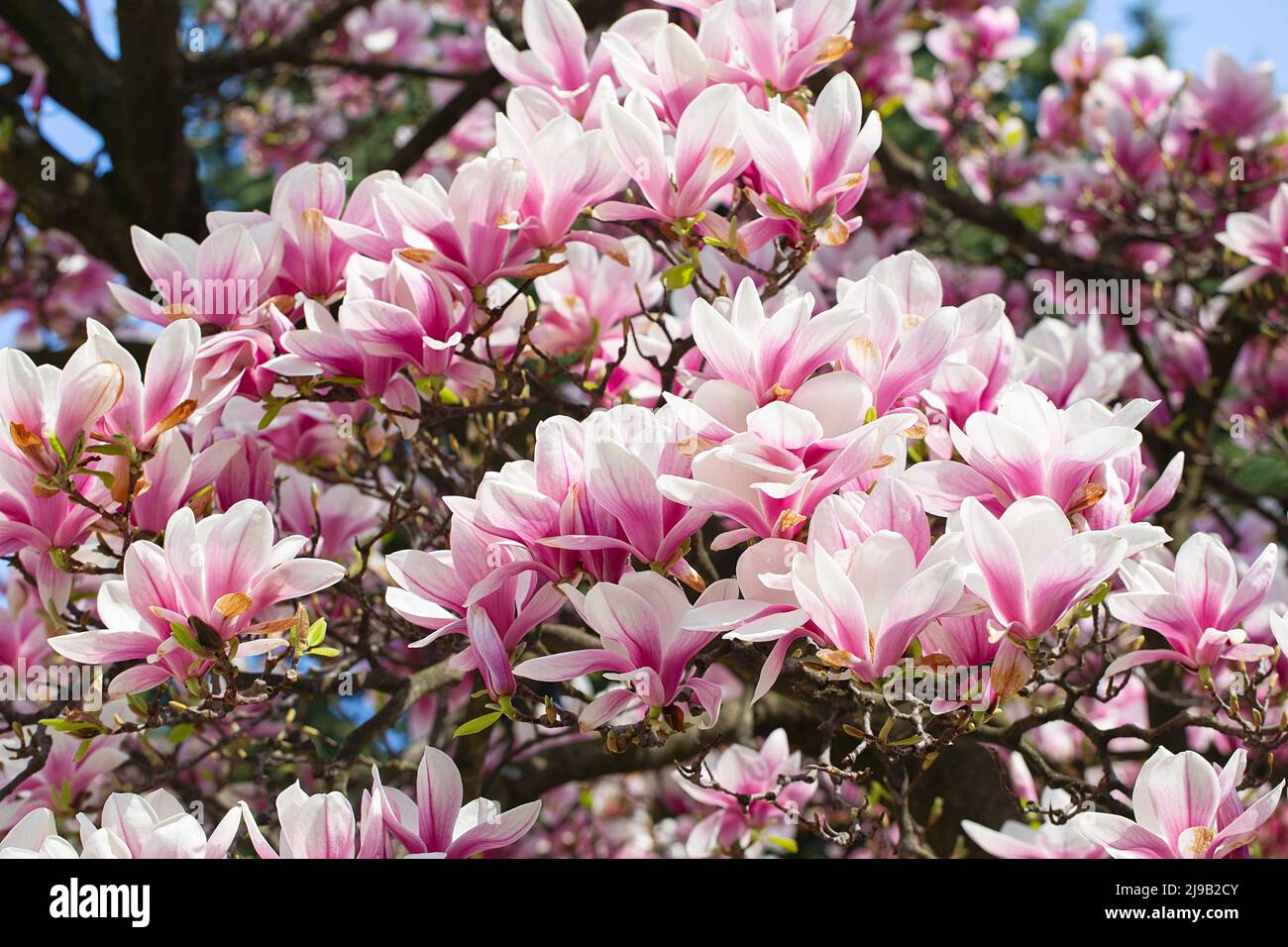 magnolienbaum blüht im Frühling. Zarte rosa Blüten, die im Sonnenlicht baden. Warmes aprilwetter. Blühender Magnolienbaum im Frühling, Internet-Frühling Stockfoto
