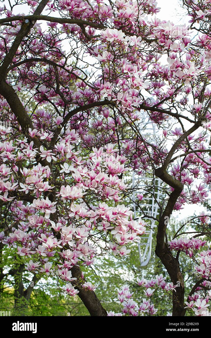 magnolienbaum blüht im Frühling. Zarte rosa Blüten, die im Sonnenlicht baden. Warmes aprilwetter. Blühender Magnolienbaum im Frühling, Internet-Frühling Stockfoto