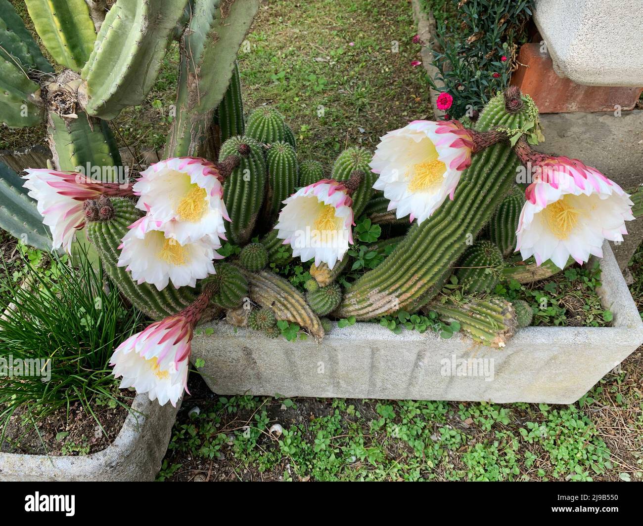 Schöne blühende Kaktusblüten im Freien im Garten. Echinopsis oxygona. Kaktus Der Osterlilie. Stockfoto