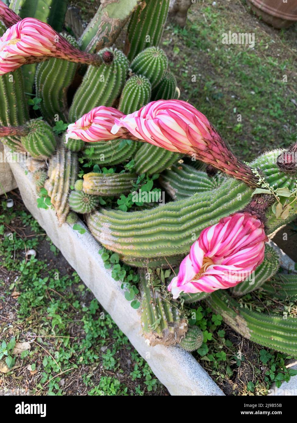 Schöne blühende Kaktusblüten im Freien im Garten. Echinopsis oxygona. Kaktus Der Osterlilie. Stockfoto