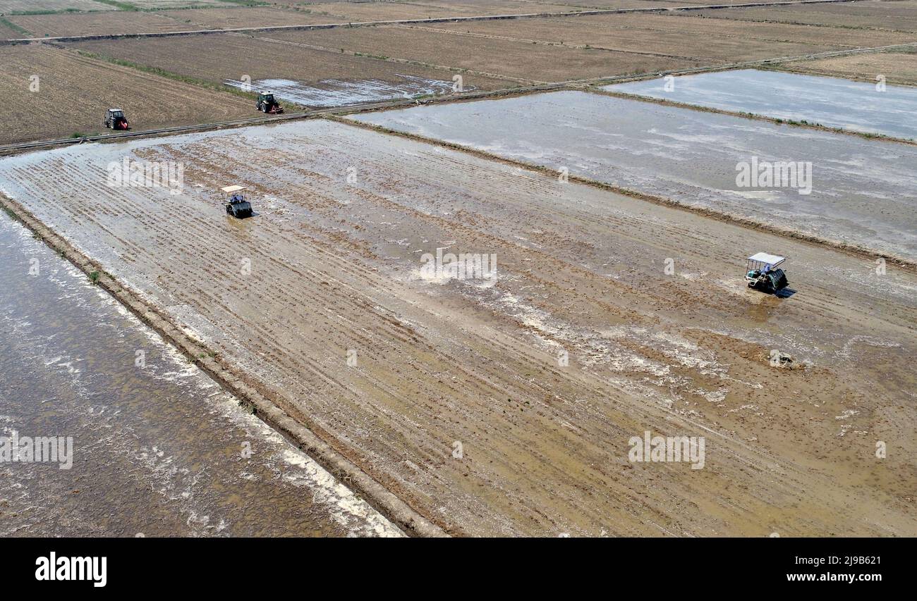 QINGDAO, CHINA - 22. MAI 2022 - ein Betreiber pflanzt auf einem Versuchsfeld beim Chengyang Salt-Alkali Land Ris Cultivation Improvem Meerreissämlinge Stockfoto