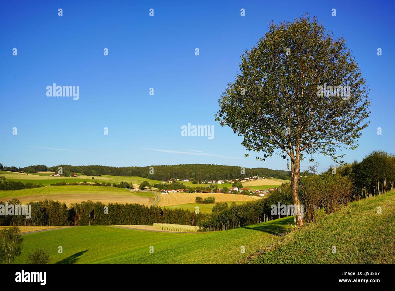 Einige Bauernhöfe und Häuser in Bayern, umgeben von Kornfeldern und Wald, im Sommer. Ein Baum davor. Oberpfalz, Bayern, Deutschland. Stockfoto