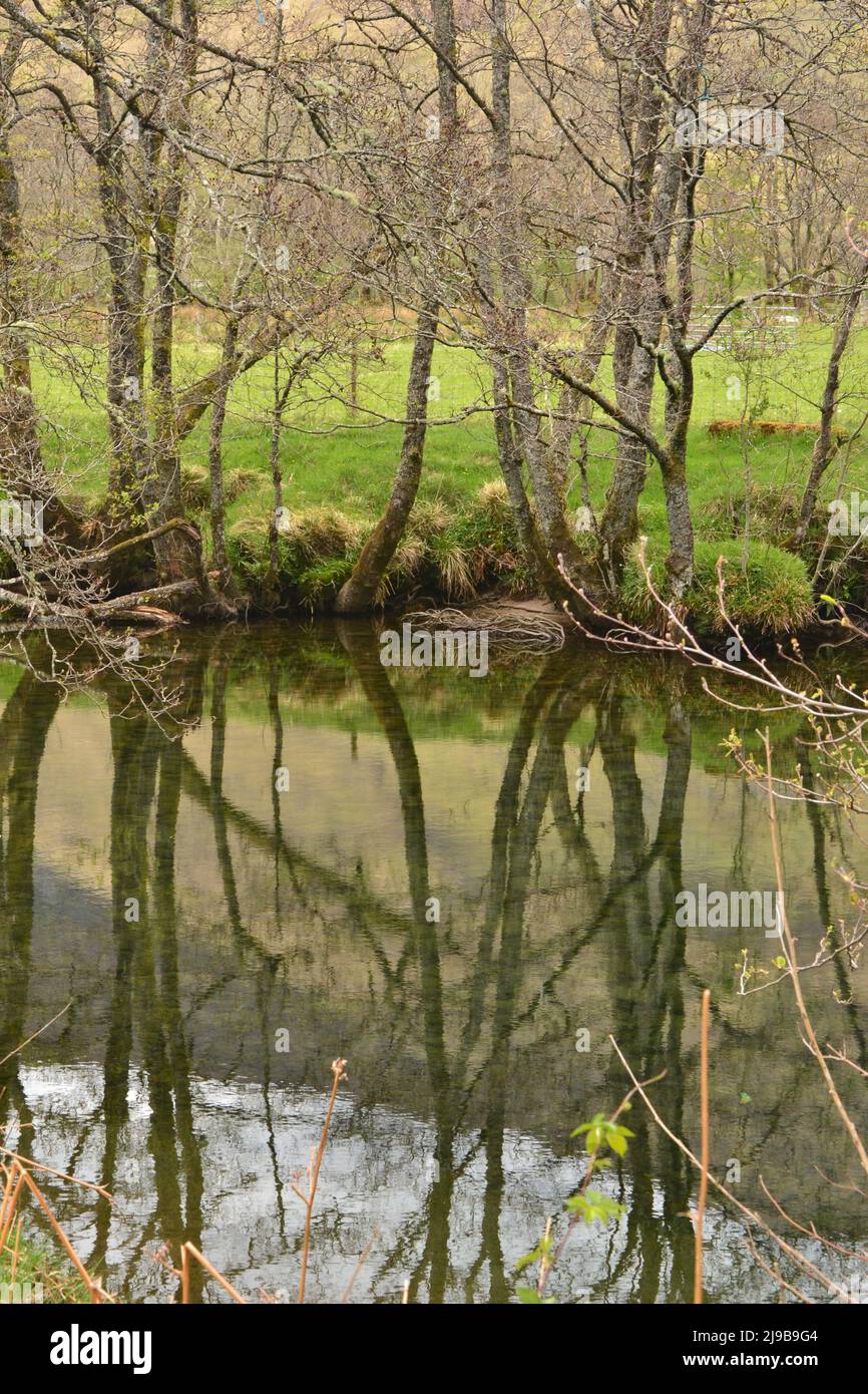 Foto von Bäumen, die sich perfekt in ruhigem Flusswasser spiegeln Stockfoto