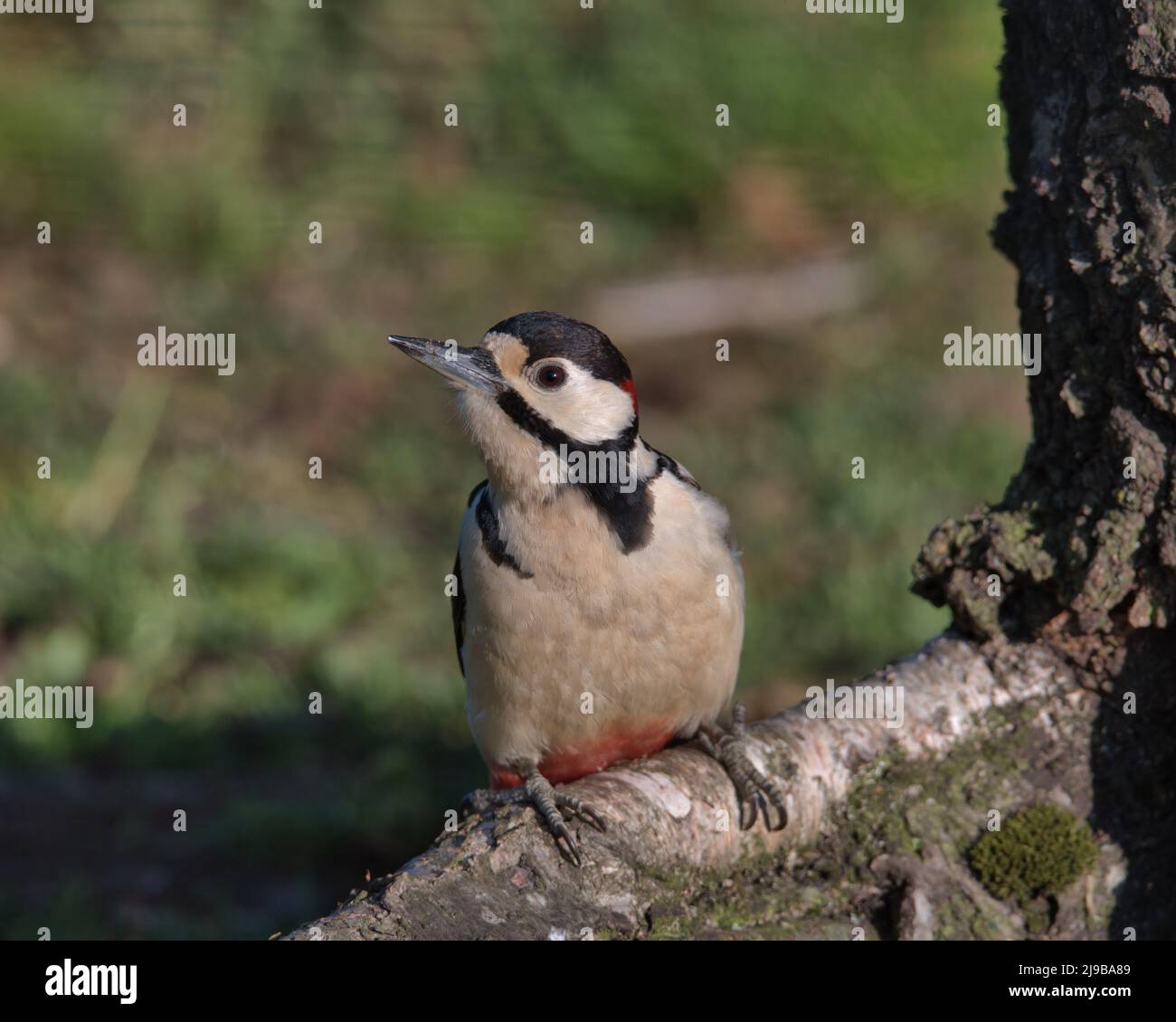 Männlicher Buntspecht, der auf einer Baumwurzel thront. Stockfoto