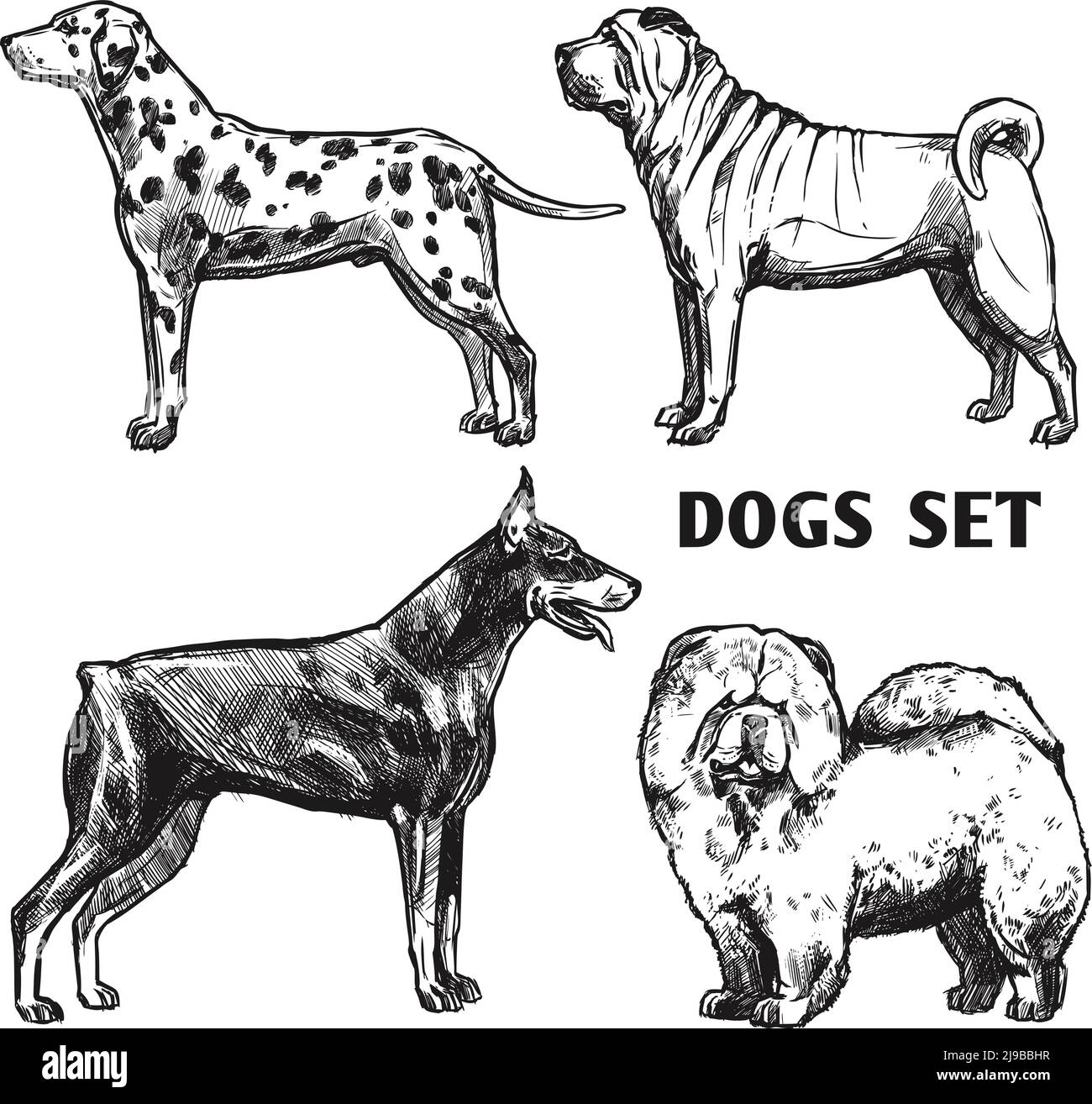 Sketch Hunde Portrait Set mit dalmatinischem Doberman Shar-pei und Chow chow Profile isolierte Vektordarstellung Stock Vektor