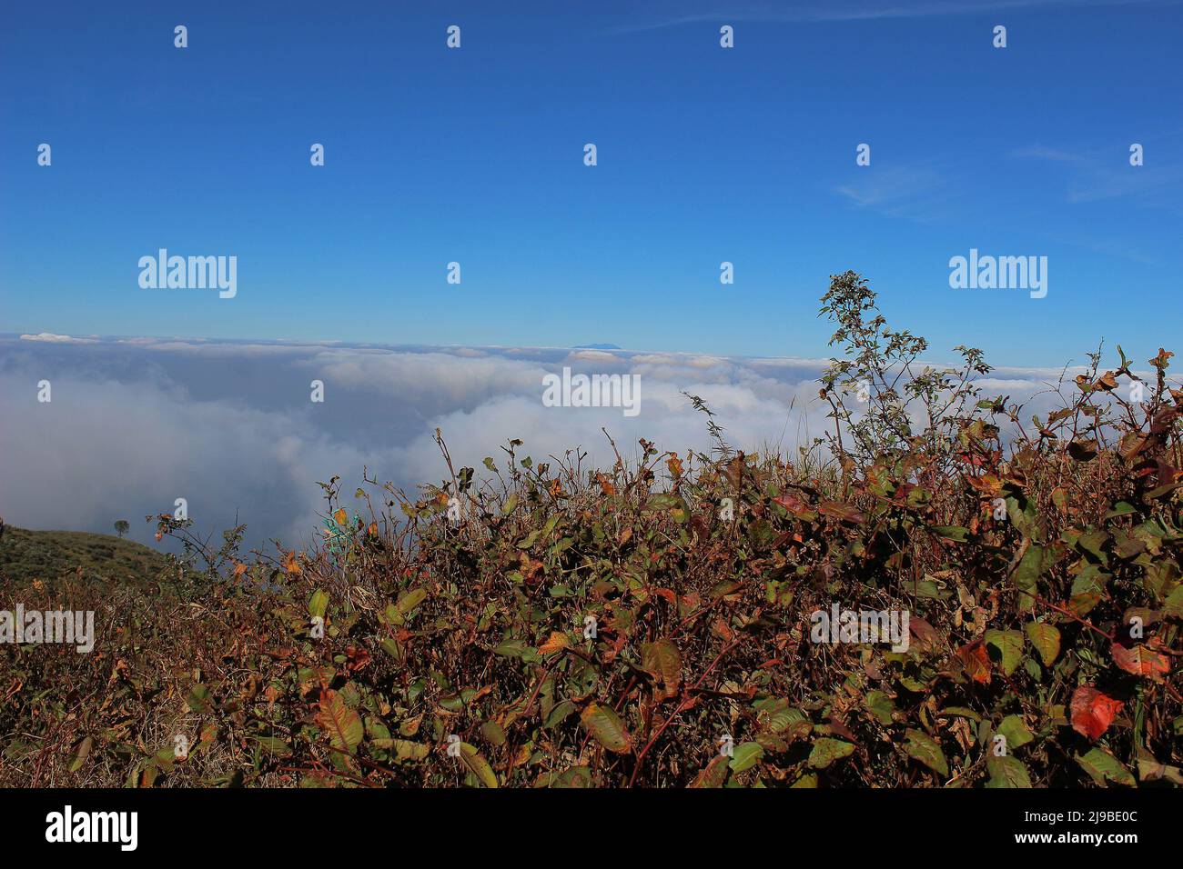 Weite Sicht auf den blauen Himmel und die Pflanzen, die auf dem Gipfel des Mount Merbabu, Magelang, Zentral-Java wachsen Stockfoto