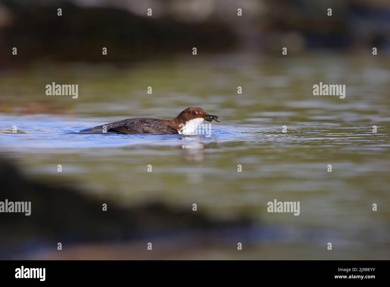 Ein erwachsener Weißkehlenfänger (Cinclus cinclus gularis) in einem Fluss, der in den Yorkshire Dales, Großbritannien, Futter für Küken in der Nähe fängt Stockfoto