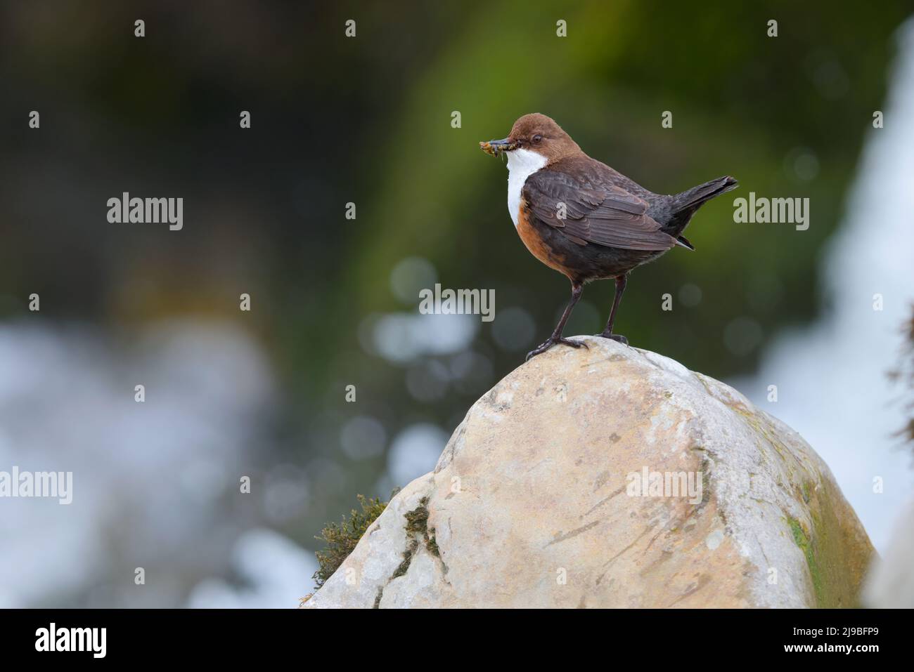 Ein erwachsener Weißkehlendipper (Cinclus cinclus gularis), der auf einem Felsen thront, während er in den Yorkshire Dales, Großbritannien, Futter für Küken in der Nähe trägt Stockfoto