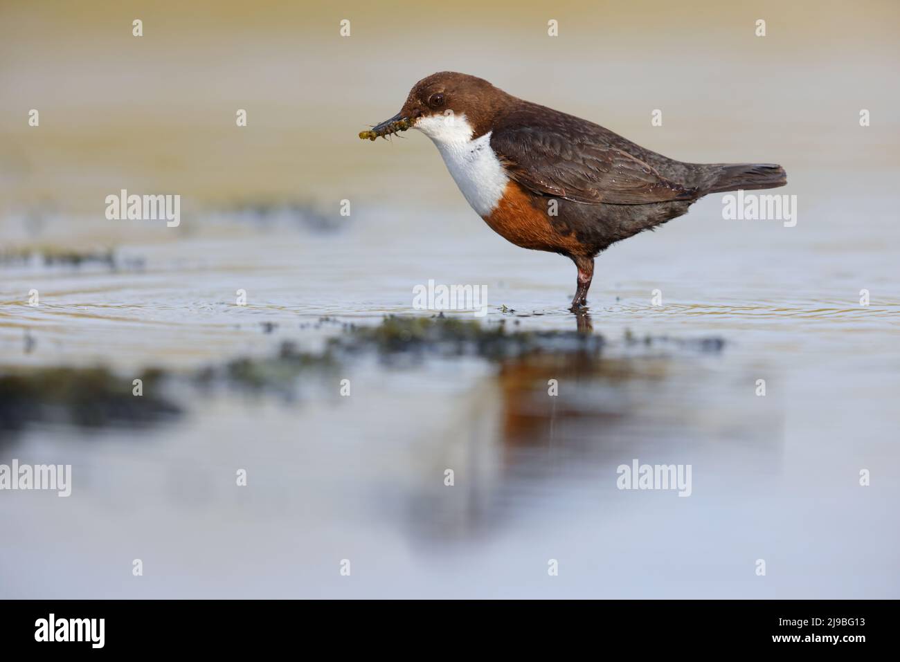 Ein erwachsener Weißkehlendipper (Cinclus cinclus gularis) in einem Fluss, der Futter für Küken in der Nähe in den Yorkshire Dales, Großbritannien, transportiert Stockfoto