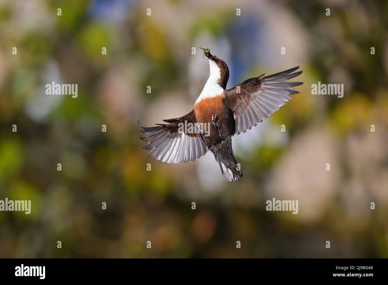 Ein erwachsener Weißkehlenpilz (Cinclus cinclus gularis) im Flug bis zu seinem Nest, der Futter für Küken in den Yorkshire Dales, Großbritannien, transportiert Stockfoto