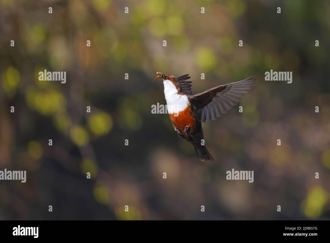 Ein erwachsener Weißkehlenpilz (Cinclus cinclus gularis) im Flug bis zu seinem Nest, der Futter für Küken in den Yorkshire Dales, Großbritannien, transportiert Stockfoto