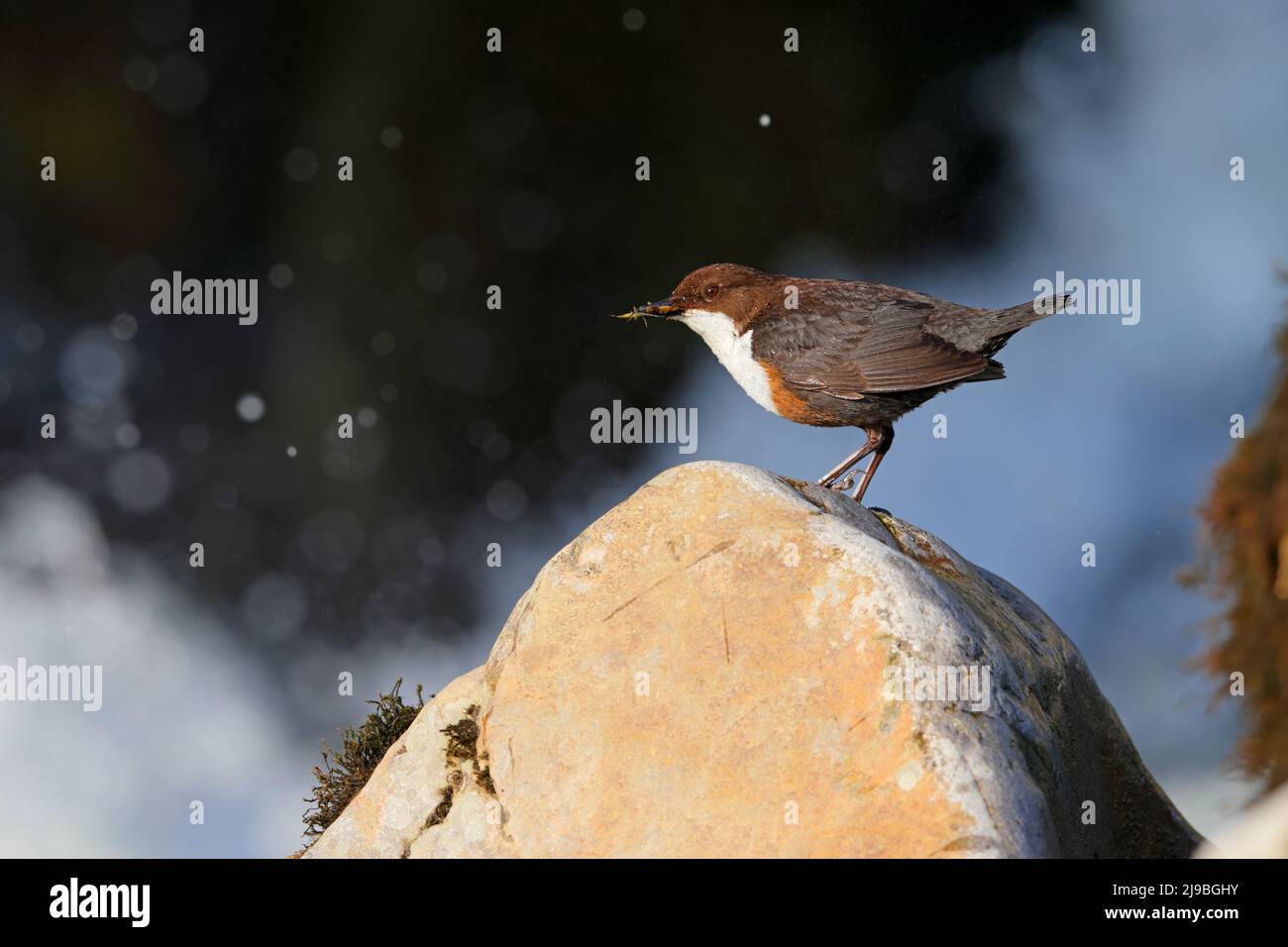 Ein erwachsener Weißkehlendipper (Cinclus cinclus gularis), der auf einem Felsen thront, während er in den Yorkshire Dales, Großbritannien, Futter für Küken in der Nähe trägt Stockfoto