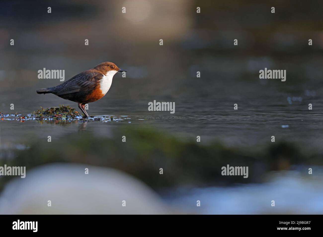 Ein erwachsener White-Throated Dipper (Cinclus cinclus gularis), der auf einem Felsen in einem Fluss in den Yorkshire Dales, Großbritannien, thront Stockfoto