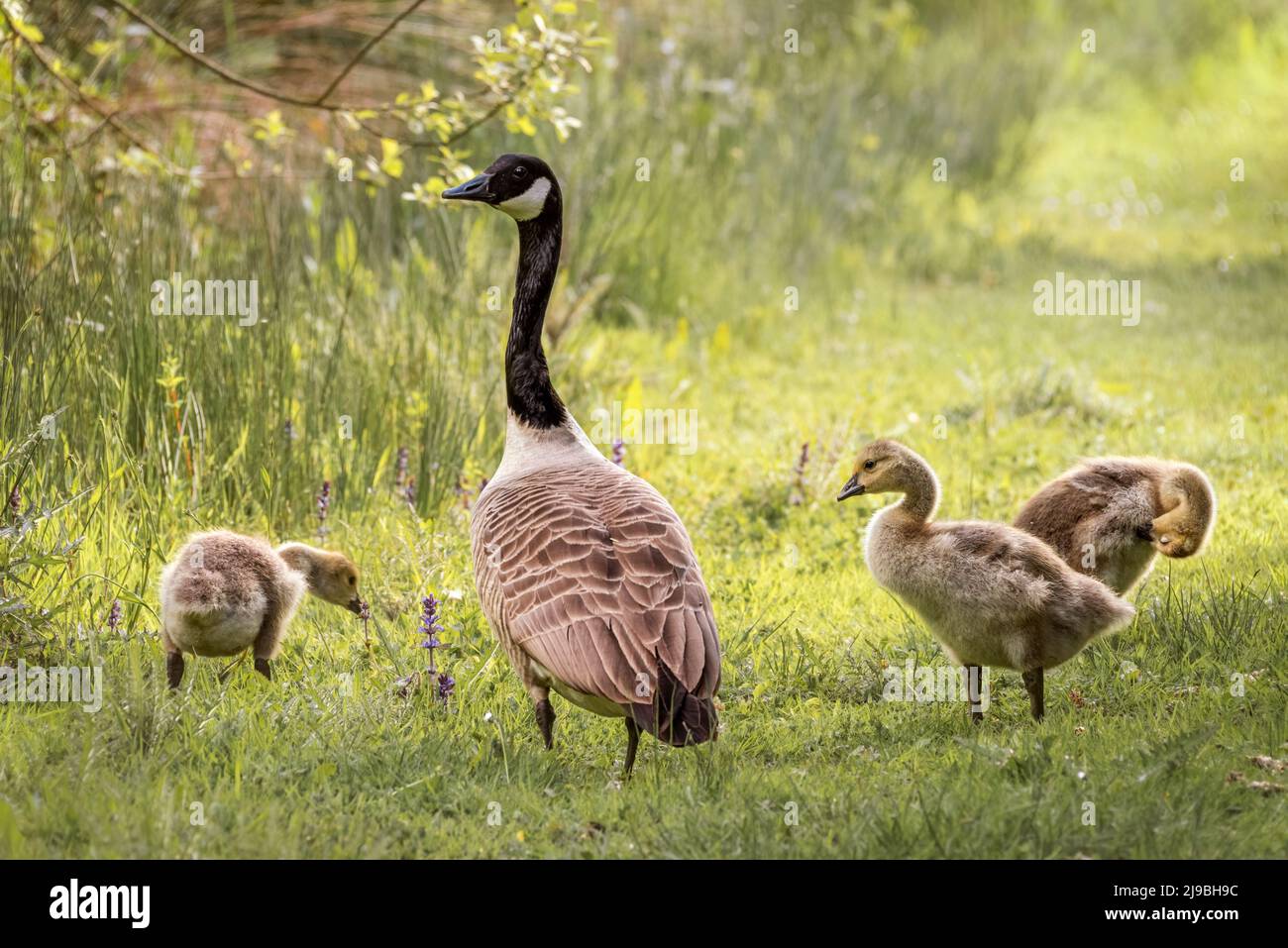 Eine Kanadagans (Branta canadensis) und drei Gänse presen sich im späten Nachmittagssonne am Rande eines Sees in Devon aus. Stockfoto