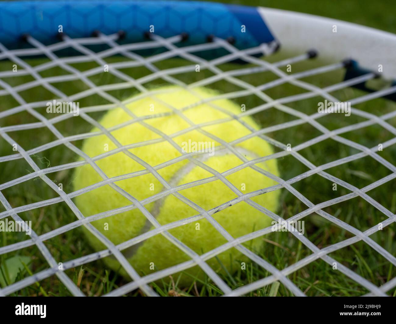 Nahaufnahme von synthetischen Darm-Schlägersaiten auf einem Tennisball, der auf dem Rasen eines Rasenplatzes liegt Stockfoto