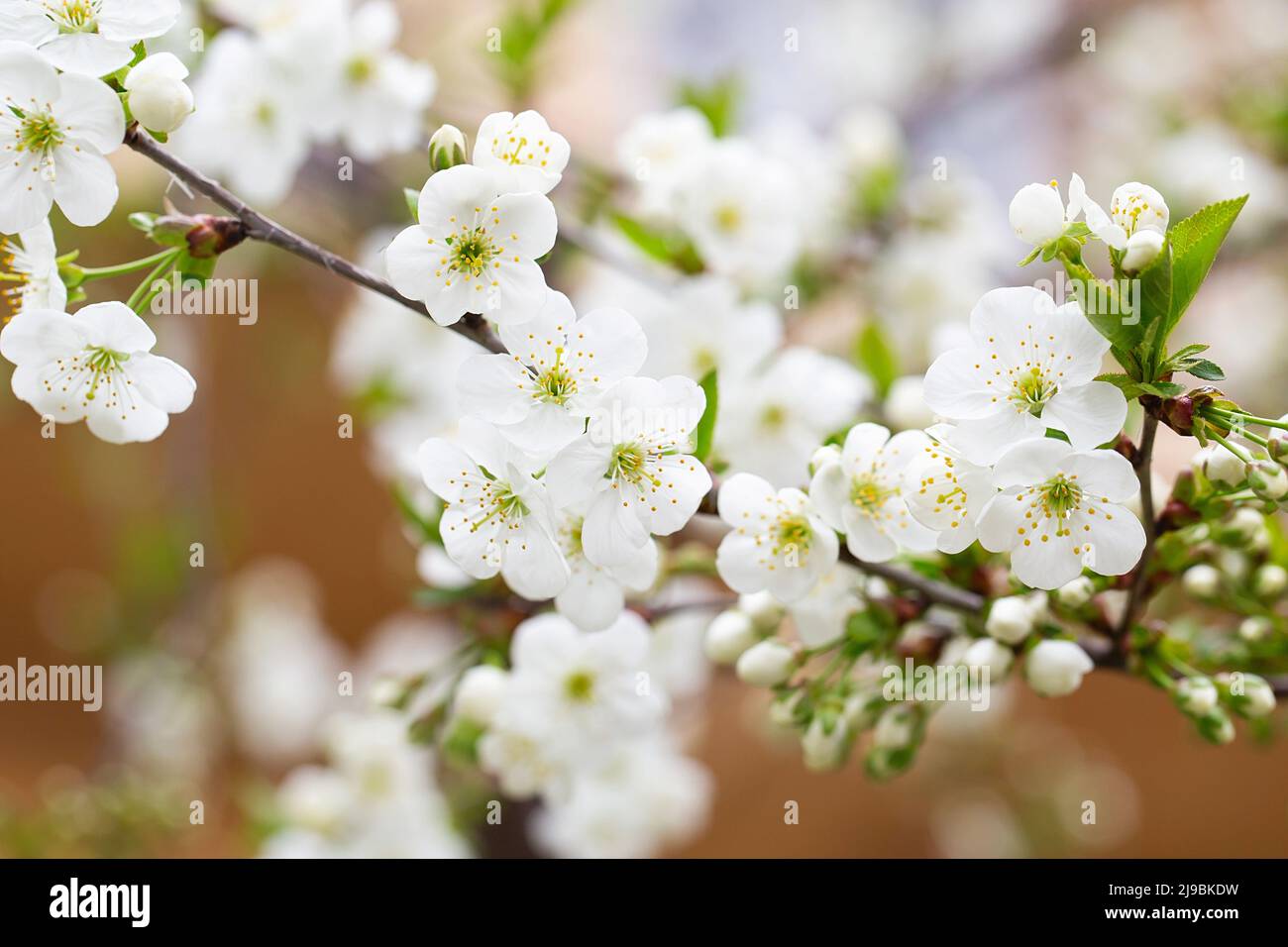 Obstbaum blüht im Frühling. Zarte weiße Blumen baden im Sonnenlicht. Warmes aprilwetter. Blühender Baum im Frühling, Internet-Frühlingsbanner. S Stockfoto