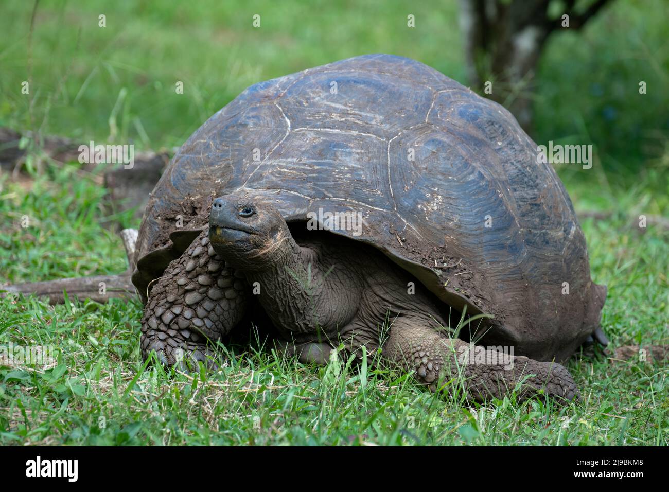 Ecuador, Galapagos, Santa Cruz Island, El Chato Ranch. Wilde Galapagos-Schildkröten (Geochelone nigrita), kuppelförmige Schildkröten. Stockfoto