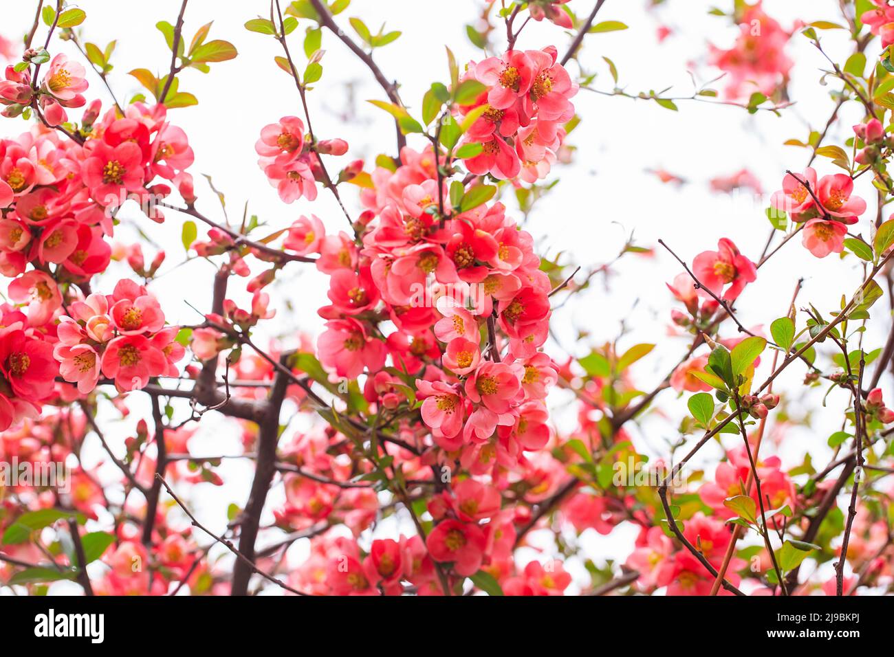 Leuchtend rote Blüten einer blühenden Quitte, Chaenomeles speciosa, Strauch. Ein dorniger Laub- oder halbimmergrüner Strauch, auch bekannt als japanische Quitte oder Chi Stockfoto