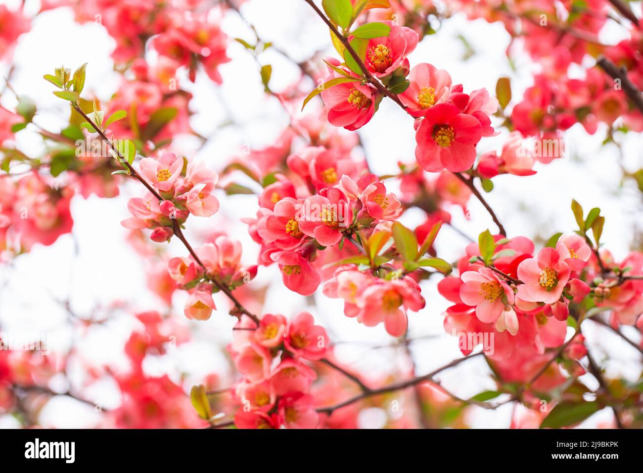 Leuchtend rote Blüten einer blühenden Quitte, Chaenomeles speciosa, Strauch. Ein dorniger Laub- oder halbimmergrüner Strauch, auch bekannt als japanische Quitte oder Chi Stockfoto