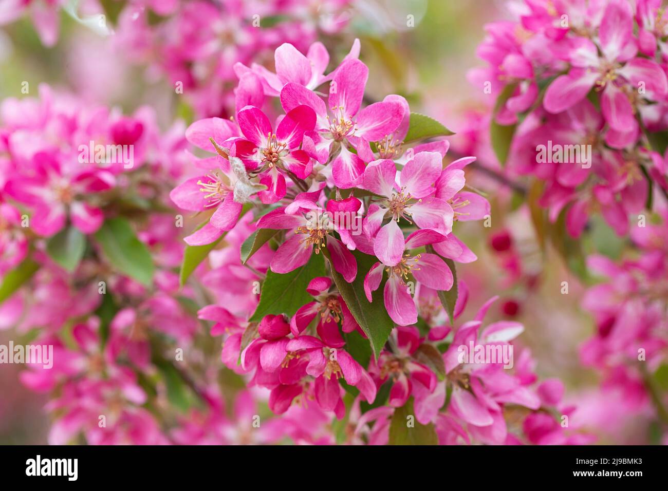 Obstbaum blüht im Frühling. Zarte rosa Blüten, die im Sonnenlicht baden. Warmes aprilwetter. Blühender Baum im Frühling, Internet-Frühlingsbanner. Sp Stockfoto