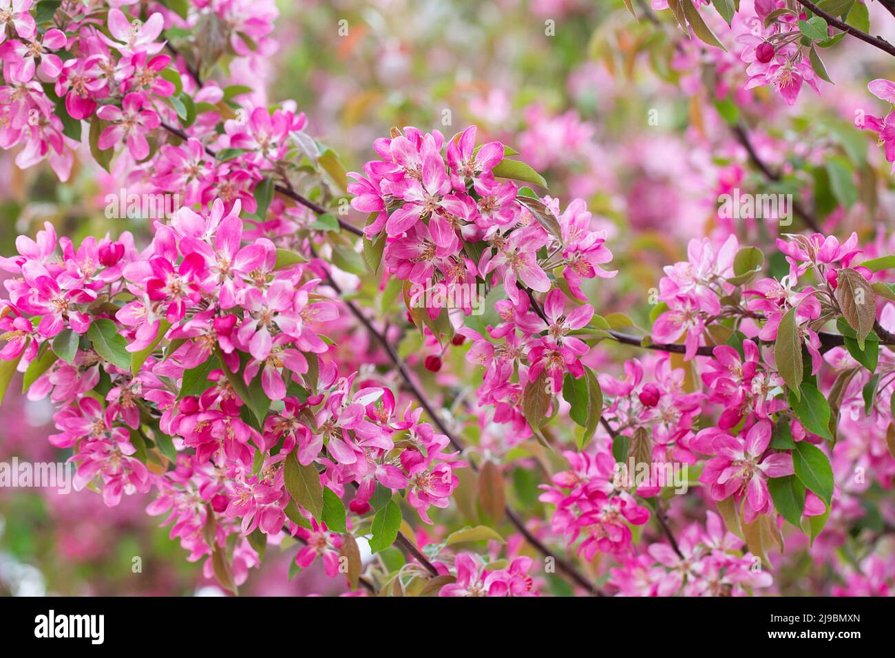 Obstbaum blüht im Frühling. Zarte rosa Blüten, die im Sonnenlicht baden. Warmes aprilwetter. Blühender Baum im Frühling, Internet-Frühlingsbanner. Sp Stockfoto
