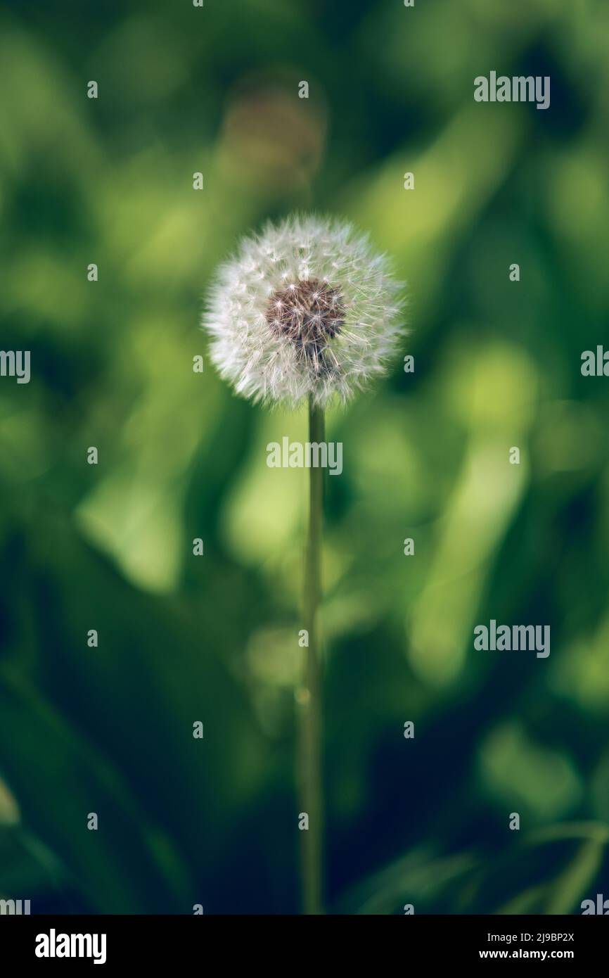 Dandelion vor grünem Hintergrund. Hochwertige Fotos Stockfoto