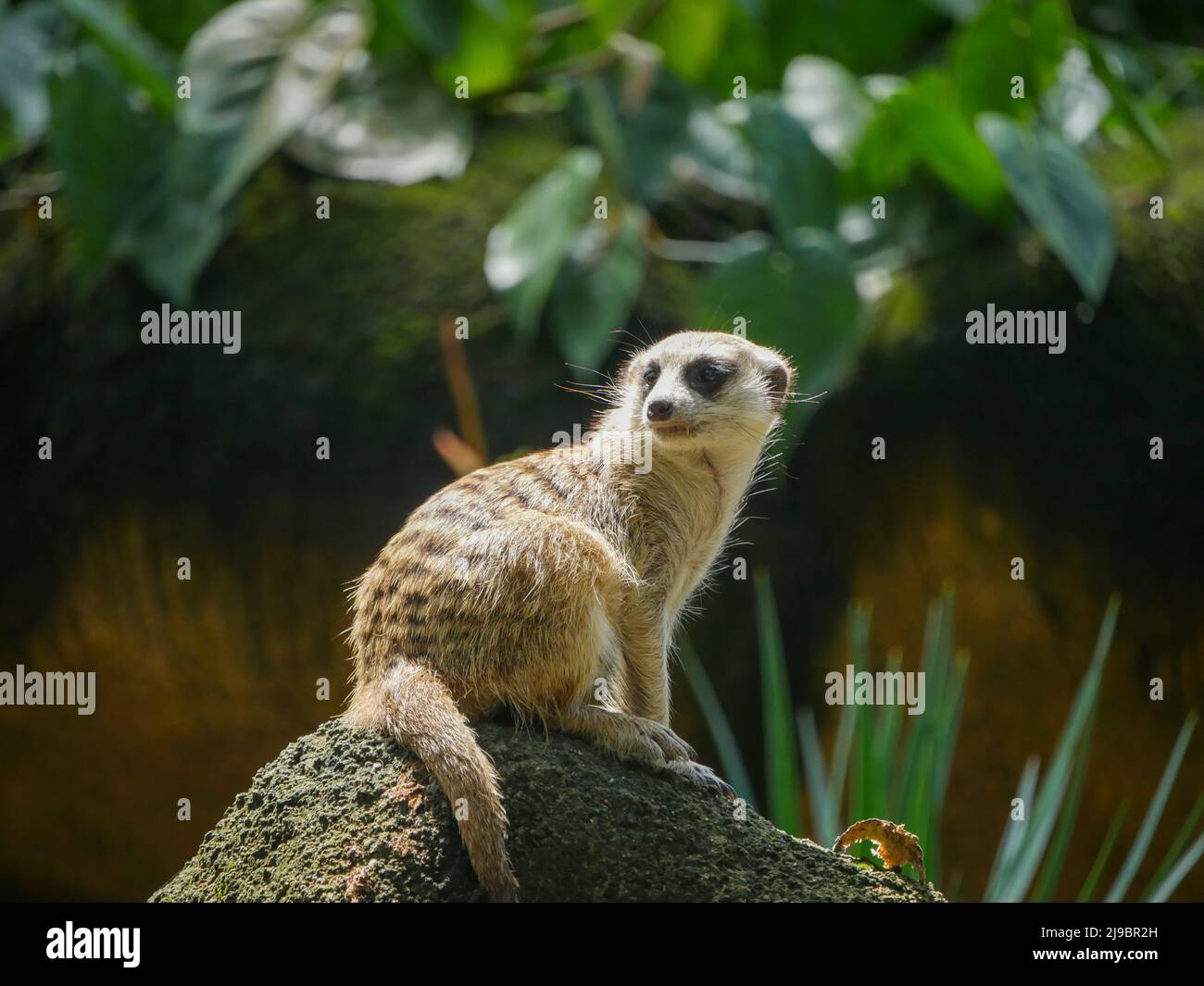 Meerkat (Suricata suricatta) oder suricate ist eine kleine Mungo, die im südlichen Afrika gefunden wird. Es zeichnet sich durch einen breiten Kopf, große Augen, eine spitze Schnauze aus Stockfoto