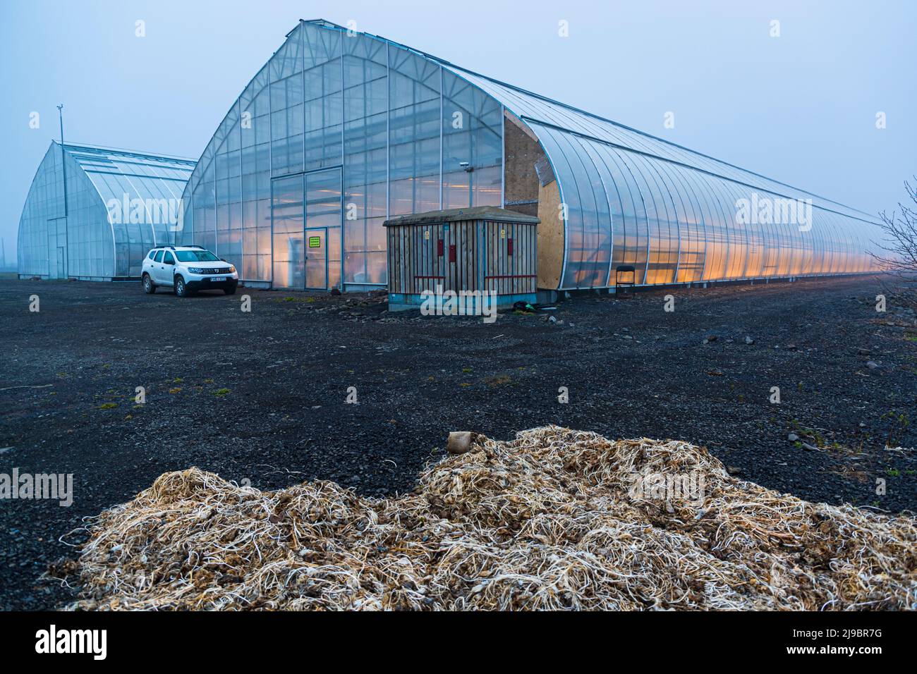 Das moderne Gewächshaus von Nordic Wasabi wird mit geothermischer Energie beheizt. Bewässerung und Beleuchtung werden vollautomatisch gesteuert Stockfoto