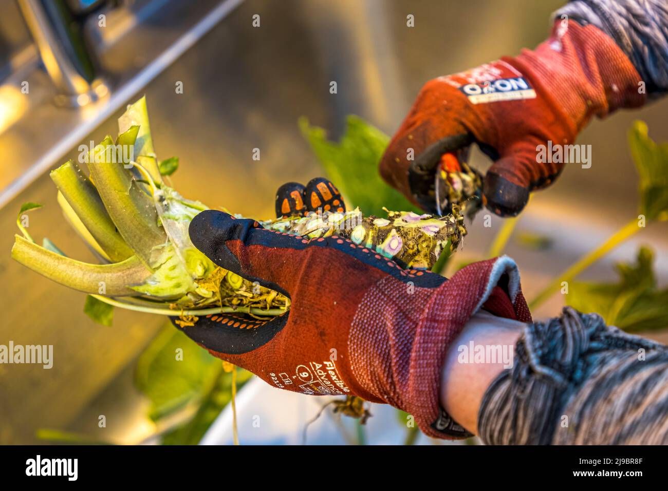 Echte Wasabi, in einem Gewächshaus in Island angebaut. Hier wird der Stamm von Blattstielen befreit. Ein versandfertiger Wasabi-Stiel wiegt etwa 150 g und hält ca. 30 Tage frisch Stockfoto