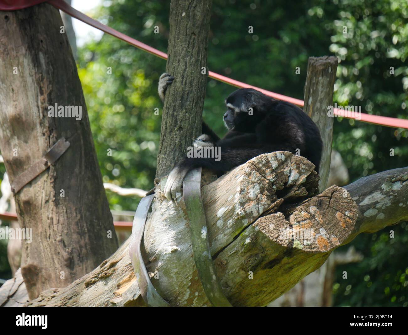 Schwarz-Weiß-Kolobusaffen : Schwarz-Weiß-Kolobusse (oder Colobi) sind Altweltaffen der Gattung Colobus, die in Afrika beheimatet sind. Sie sind eng Stockfoto