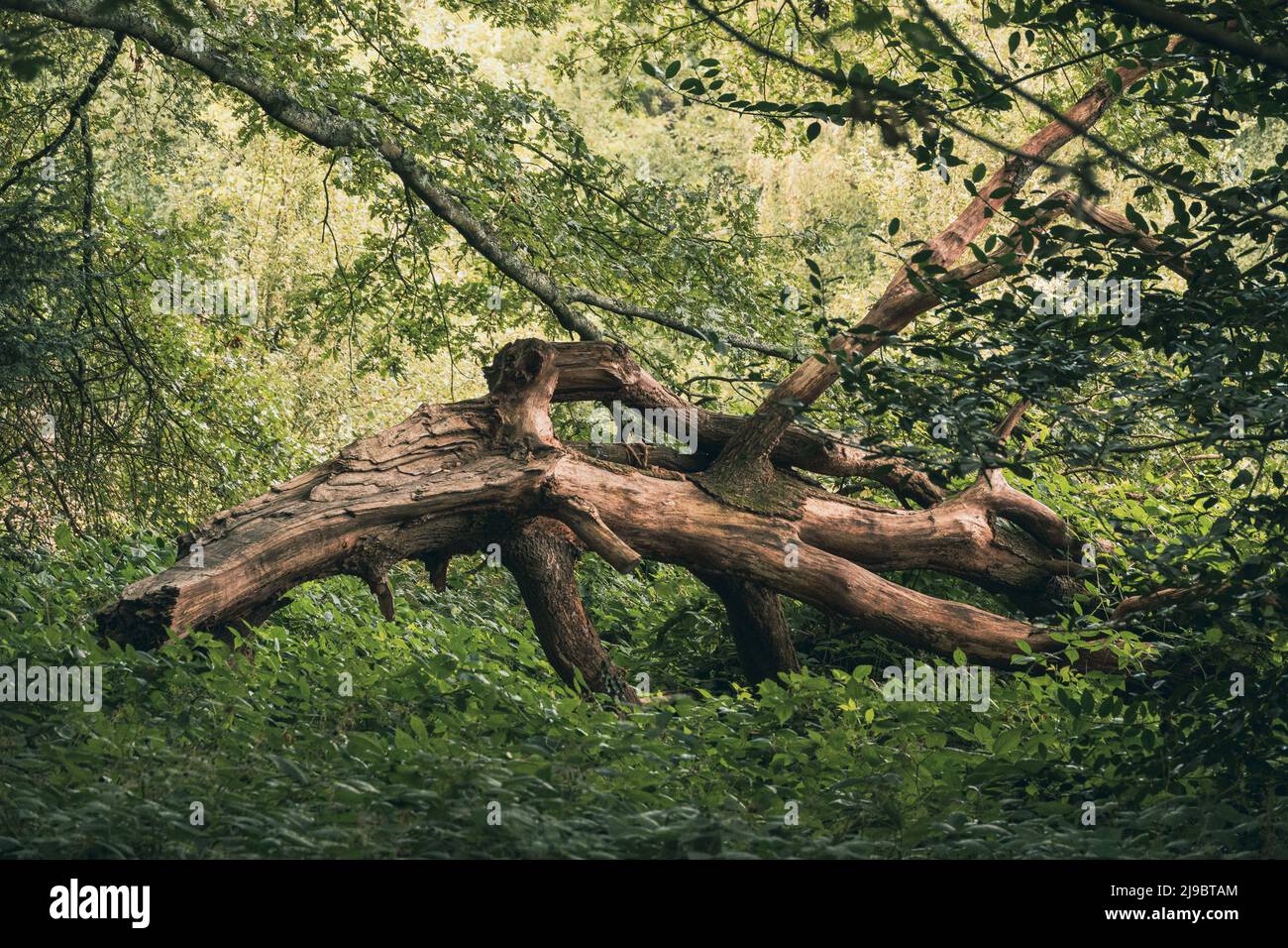 Ein gefallener Baum in den Wäldern von Hampstead Heath nach einem Sturm. Zerstörung nach dem Sturm mit beschädigten Bäumen. Stockfoto