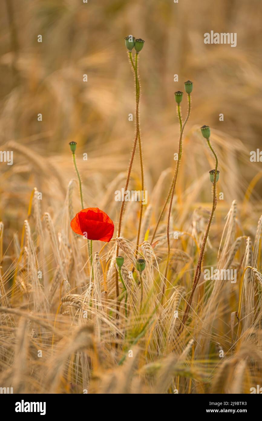 Mohnblume und Samen leitet in ein Gerstenfeld. Stockfoto