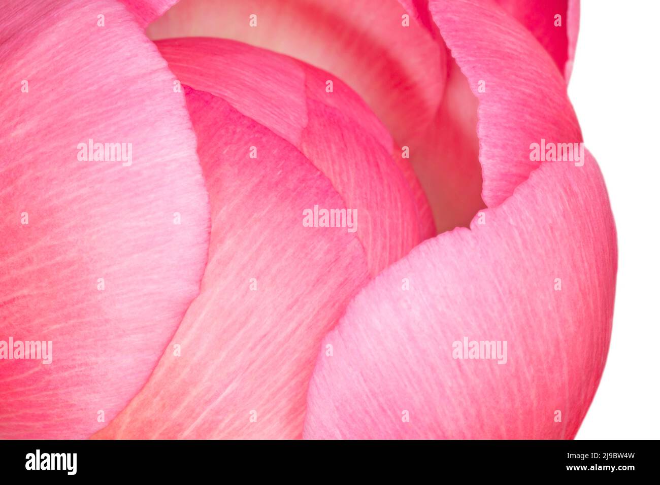 Nahaufnahme der rosa Pfingstrose vor weißem Hintergrund Stockfoto