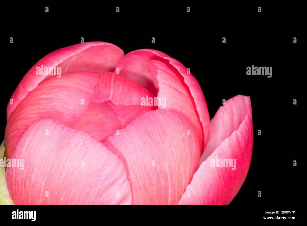 Nahaufnahme einer frischen rosa Pfingstrose vor schwarzem Hintergrund Stockfoto