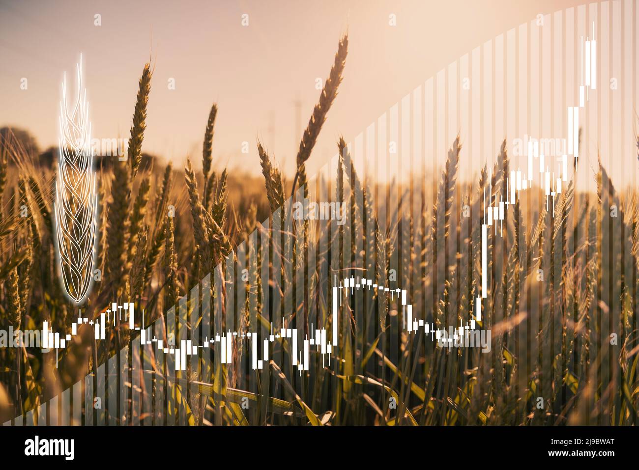 Diagramm zum Preiswachstum vor dem Hintergrund der Weizenohren. Stockfoto
