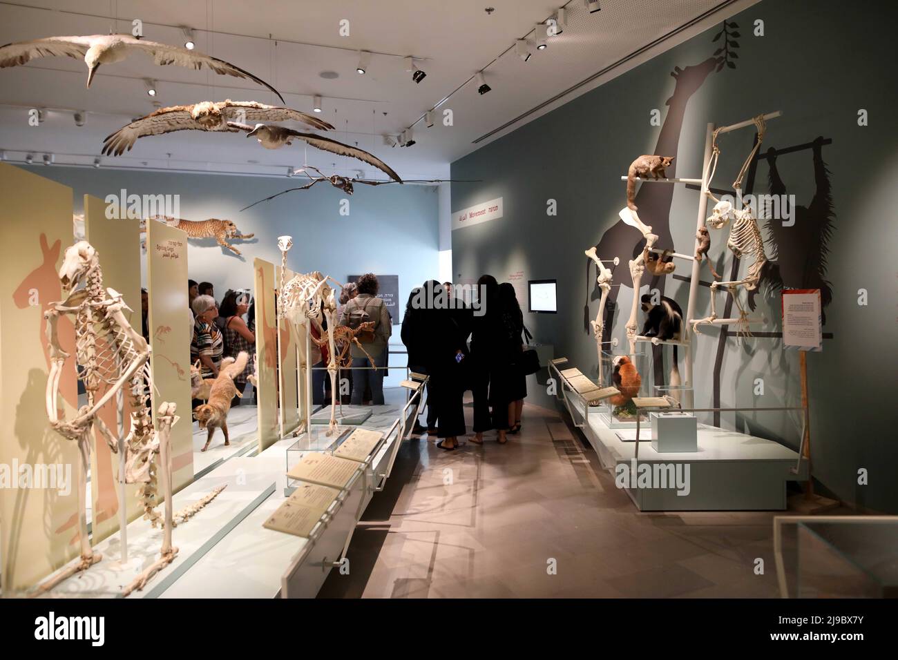 Tel Aviv, Israel. 22.. Mai 2022. Am 22. Mai 2022 besuchen Menschen das Naturhistorische Museum während des Internationalen Tages für die biologische Vielfalt in Tel Aviv, Israel. Quelle: Gil Cohen Magen/Xinhua/Alamy Live News Stockfoto