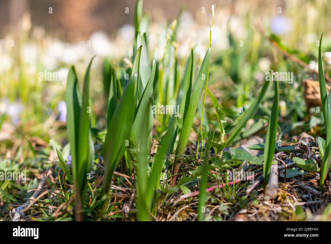 Schaan, Liechtenstein, 4. April 2022 frisch wachsende grüne Pflanzen im Frühling im Wald Stockfoto