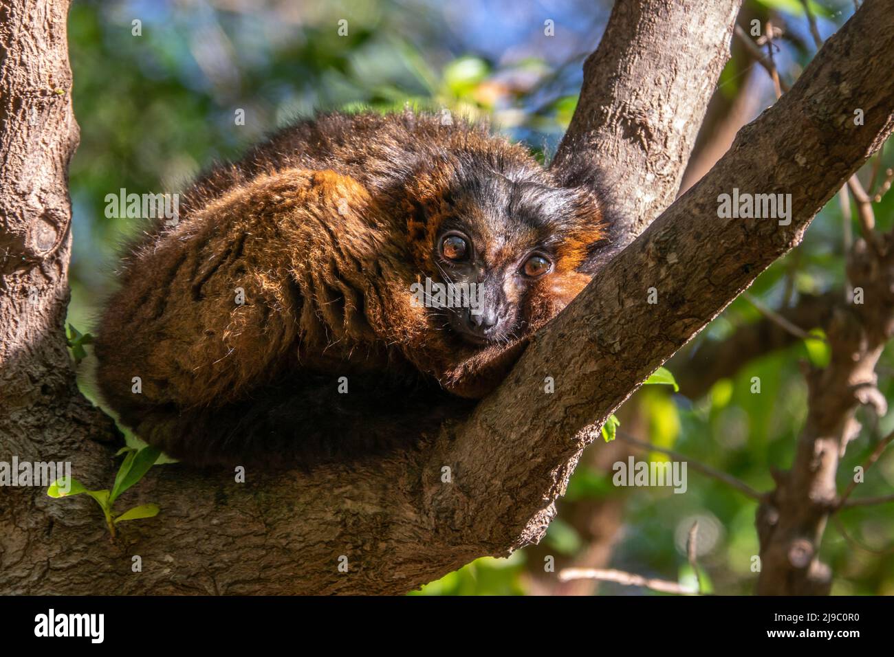 Rotbauchige Lemur Eulemur rubriventer in einem Baum, Regenwald Madagaskar endemischen Primaten Stockfoto