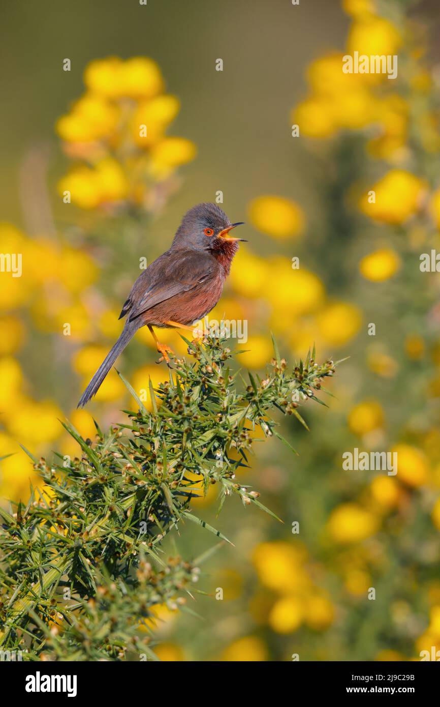 Ein männlicher Dartford-Waldsänger (Curruca undata), der im Frühjahr aus einem Ginsterstrauch in Großbritannien singt Stockfoto