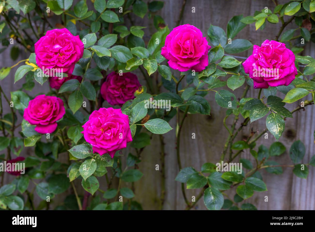 GLORIANA (Chewpapst) Kletterrose Stockfoto