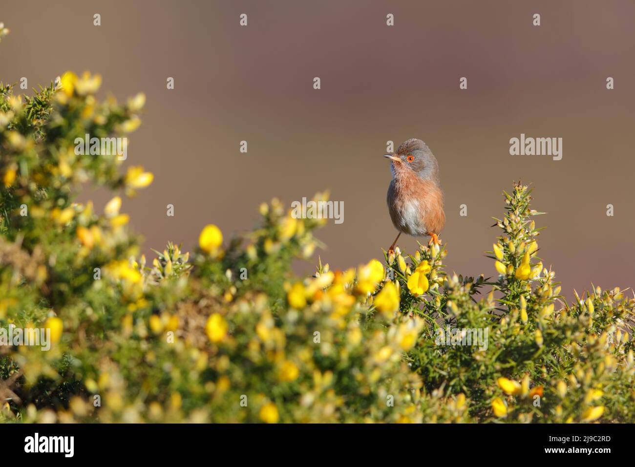 Eine weibliche Dartford-Waldsänger (Curruca undata), die im Frühjahr in Großbritannien auf einem Ginsterbusch thronte Stockfoto