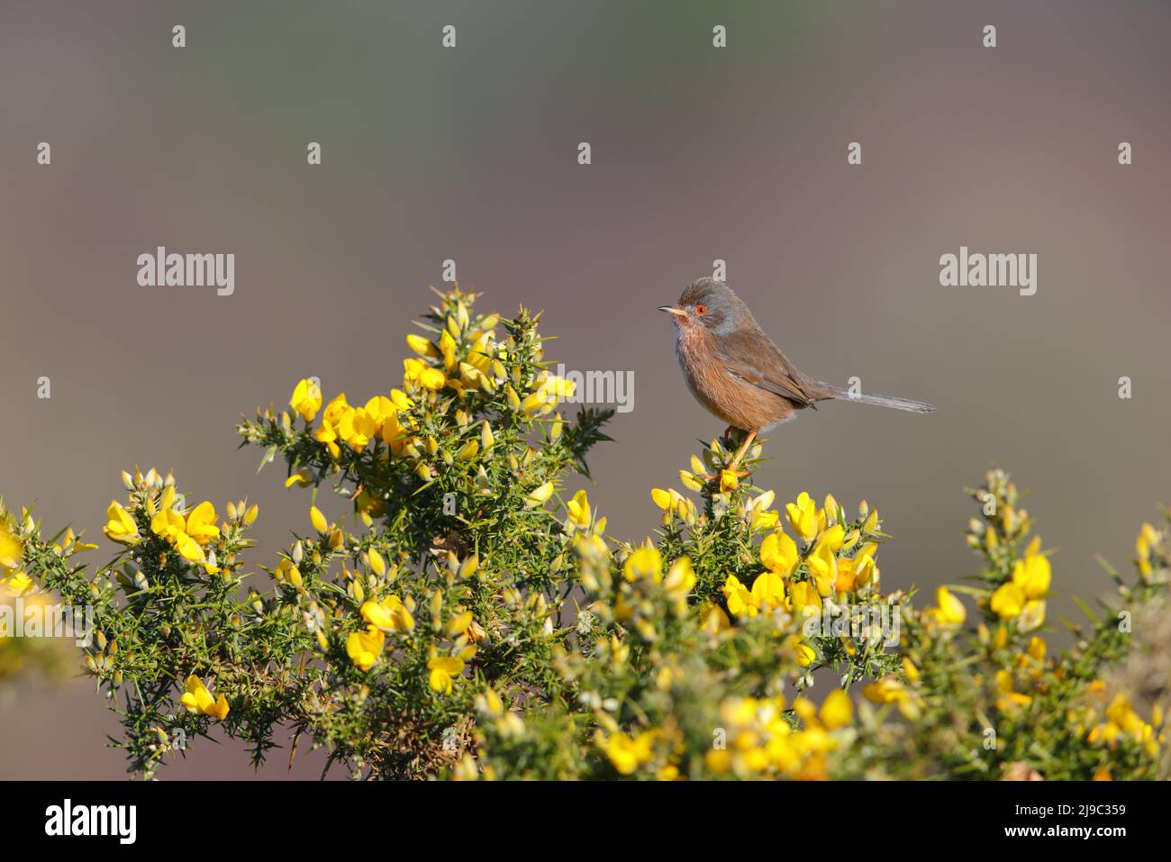 Eine weibliche Dartford-Waldsänger (Curruca undata), die im Frühjahr in Großbritannien auf einem Ginsterbusch thronte Stockfoto