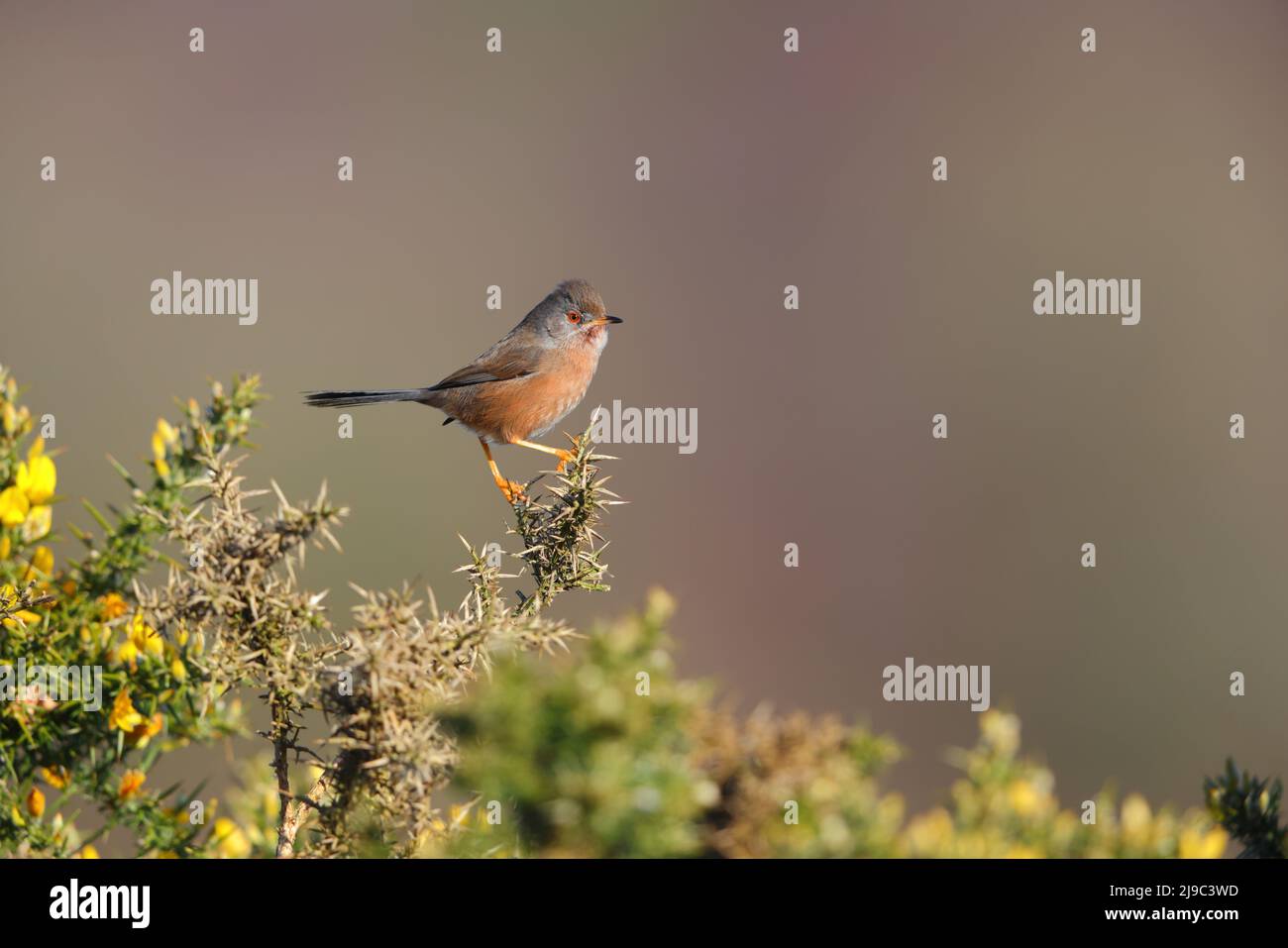 Eine weibliche Dartford-Waldsänger (Curruca undata), die im Frühjahr in Großbritannien auf einem Ginsterbusch thronte Stockfoto