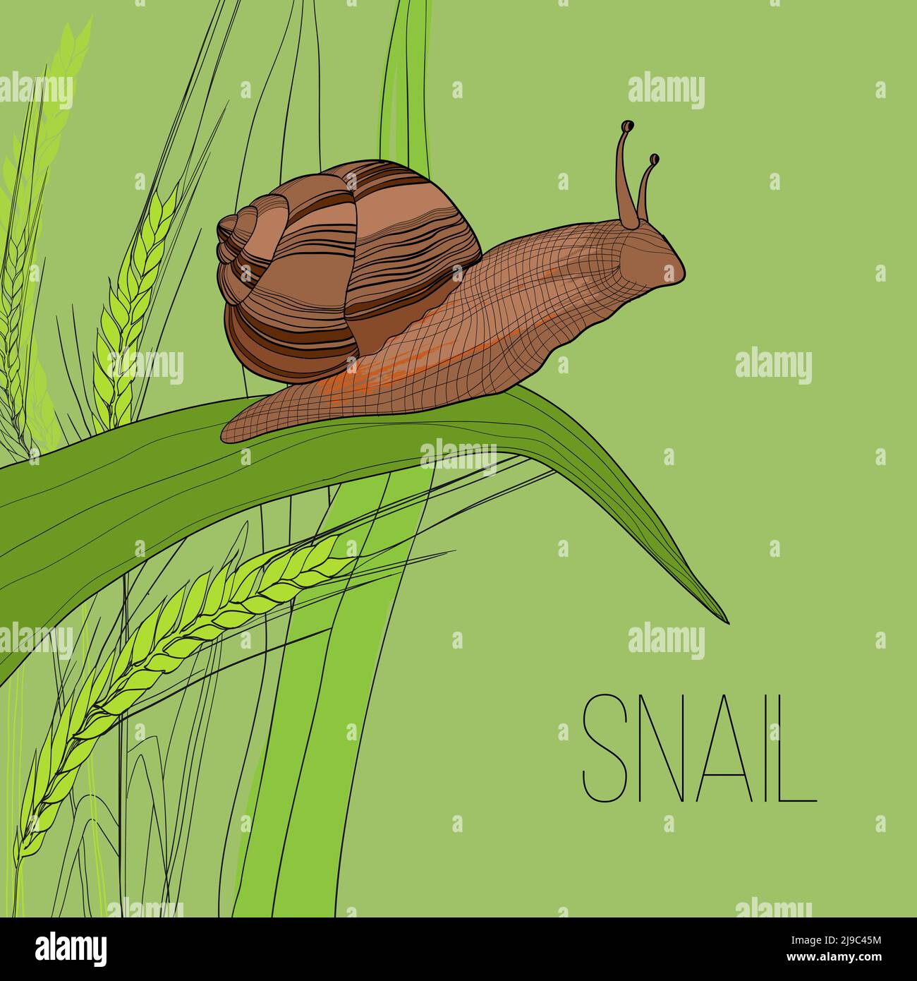 Bunte natürliche Insektenvorlage mit Schnecke auf grünem Gras sitzen Vektorgrafik in handgezeichneter Form Stock Vektor