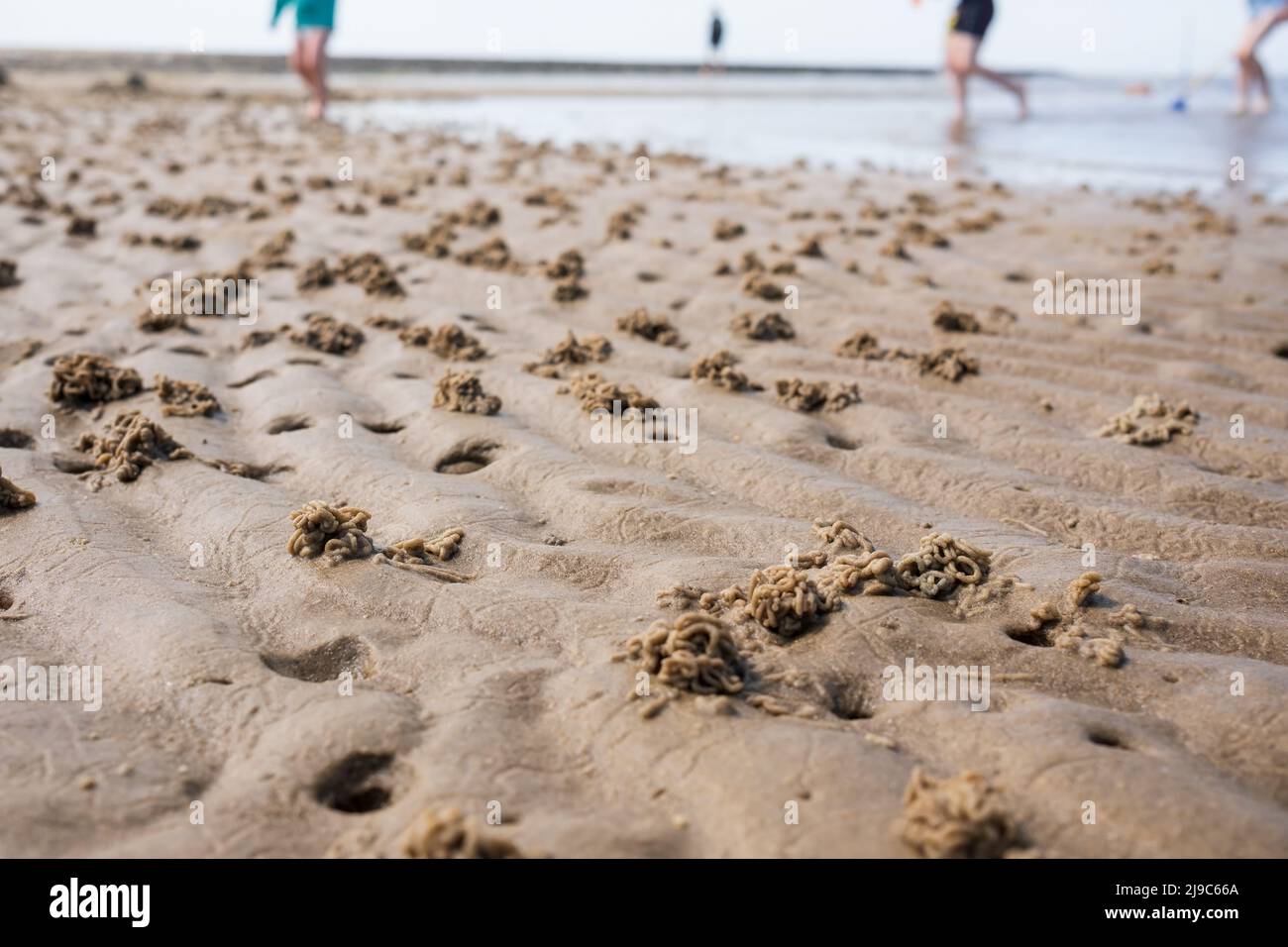 Gewickelte Gussteile aus Sandwurm, die in sandig-sandigen Böden leben. Abgüsse von Sandskulpturen, die vom Lugworm oder vom Yachthafen von Arenicola am Meer hergestellt wurden. Stockfoto