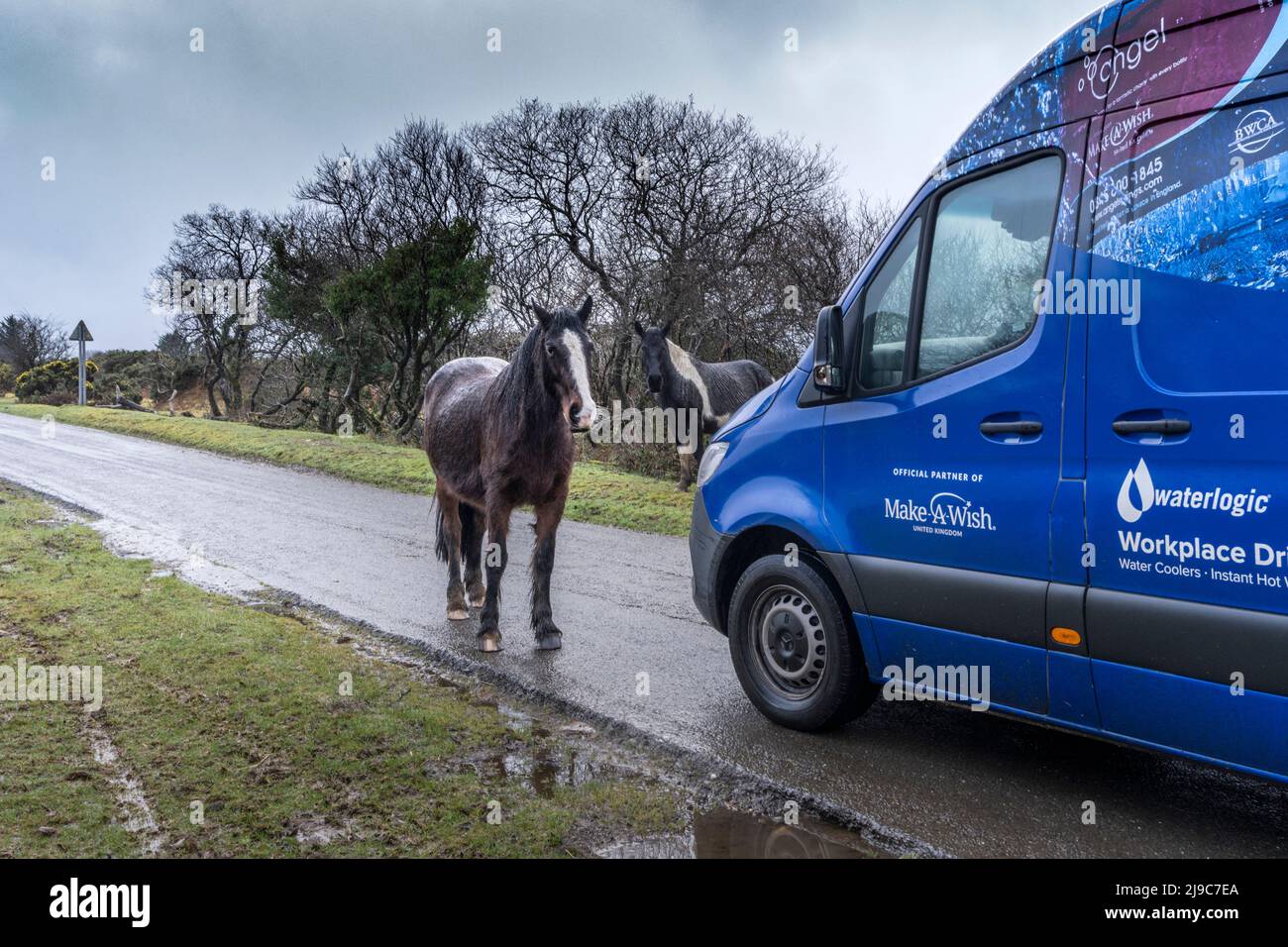 Ein Bodmin Pony, das auf einer Straße steht und einen Lieferwagen auf Bodmin Moor in Cornwall blockiert. Stockfoto