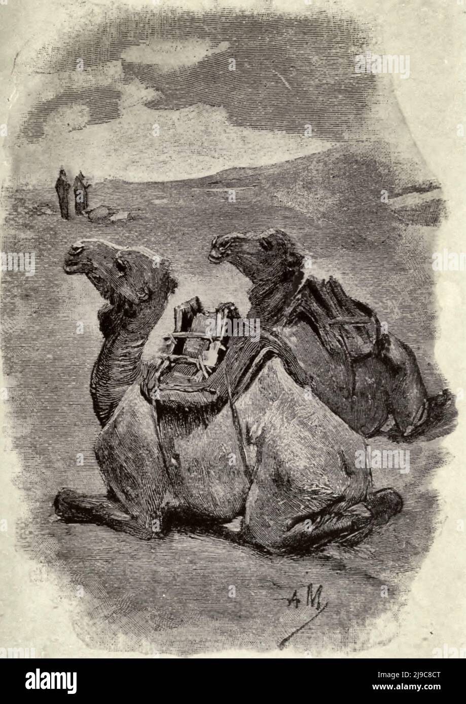 Kamele in Marokko, um 1910 Stockfoto