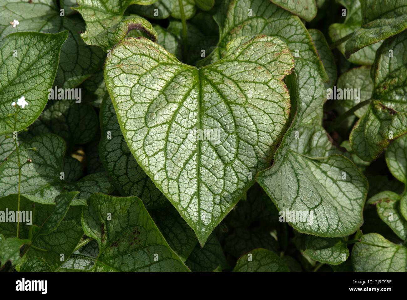 Brunnera macrophylla „Mister Morse“ Stockfoto