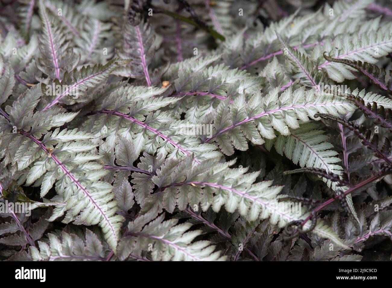 Athyrium niponicum metallicum Stockfoto